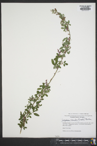 Lespedeza intermedia image