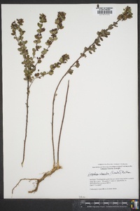 Lespedeza intermedia image