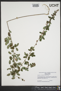 Lespedeza intermedia image