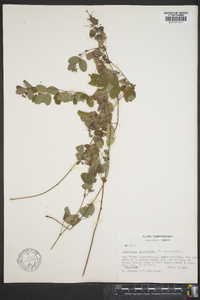 Lespedeza intermedia image