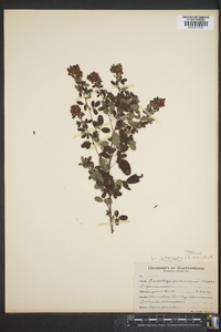 Lespedeza intermedia image