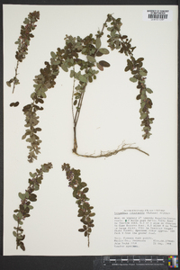 Lespedeza intermedia image