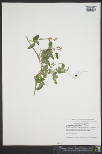 Lespedeza procumbens image