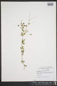 Lespedeza procumbens image