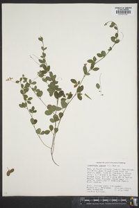 Lespedeza repens image