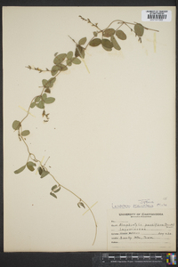 Lespedeza procumbens image