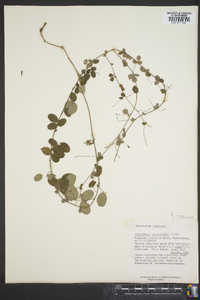 Lespedeza procumbens image