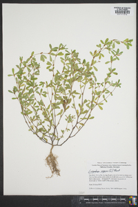 Lespedeza repens image