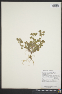 Lespedeza stipulacea image