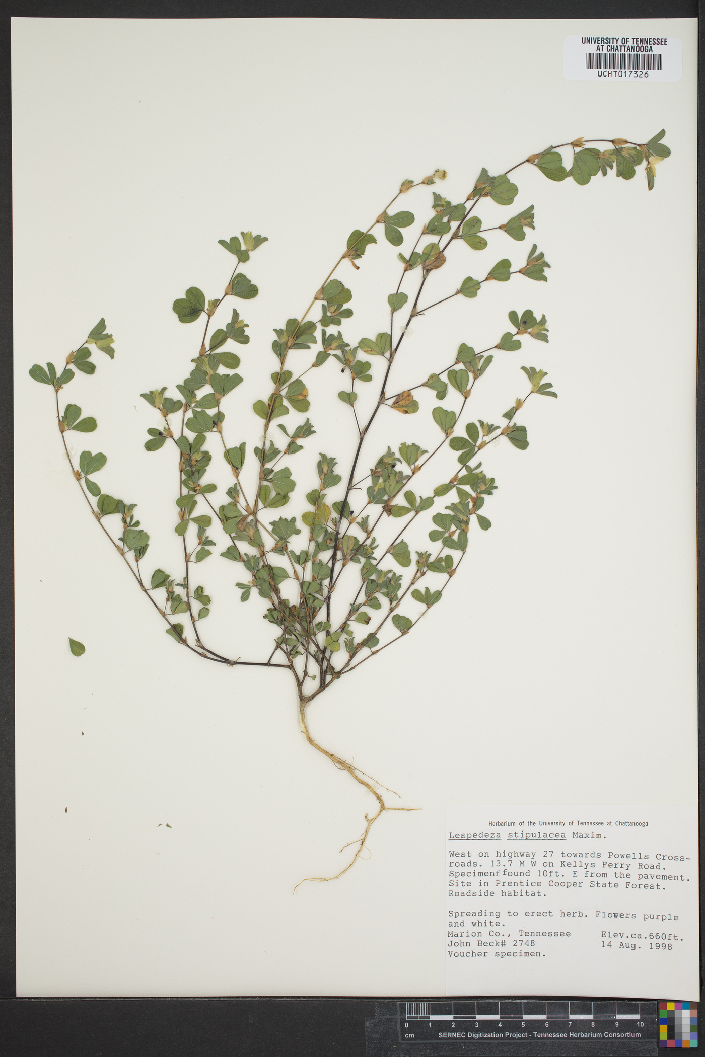 Lespedeza stipulacea image