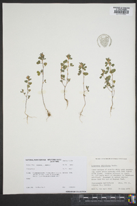 Lespedeza stipulacea image