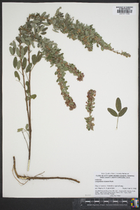 Lespedeza stuevei image