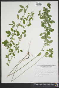 Lespedeza violacea image