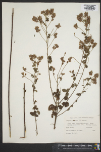 Lespedeza violacea image