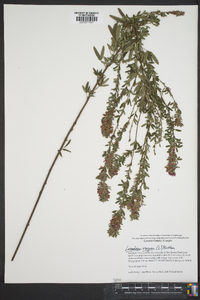 Lespedeza virginica image