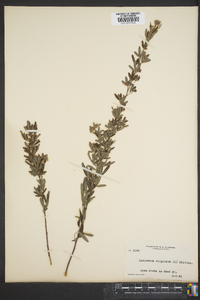 Lespedeza virginica image