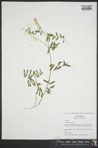 Vicia caroliniana image