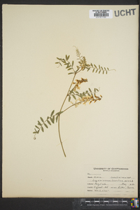 Vicia caroliniana image