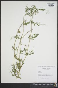 Vicia caroliniana image