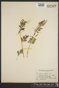 Vicia caroliniana image