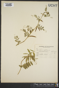 Vicia caroliniana image