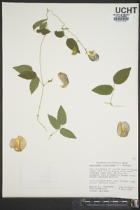 Centrosema virginianum image