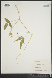 Vigna luteola image