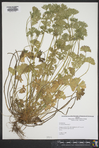 Geranium dissectum image