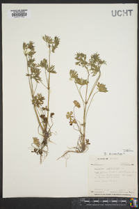 Geranium dissectum image