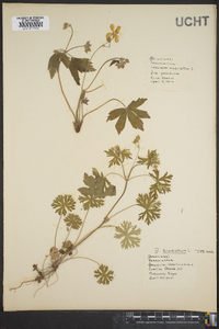 Geranium dissectum image