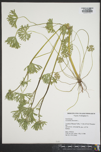 Geranium dissectum image