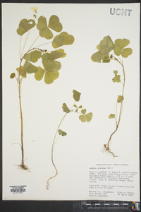 Oxalis grandis image