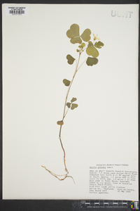 Oxalis grandis image