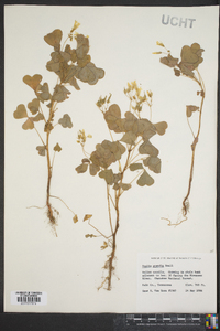 Oxalis grandis image