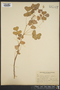 Oxalis grandis image