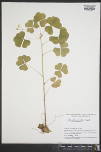 Oxalis grandis image