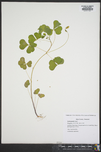 Oxalis grandis image