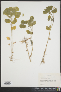 Oxalis grandis image