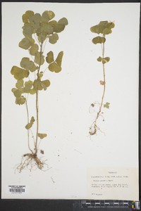 Oxalis grandis image