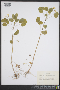 Oxalis grandis image