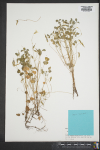 Oxalis suksdorfii image