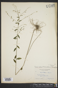 Linum medium var. texanum image