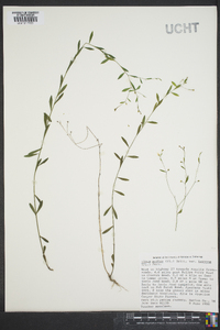 Linum medium var. texanum image