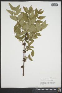 Zanthoxylum americanum image