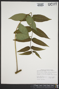 Ailanthus altissima image