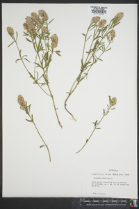 Polygala cruciata image