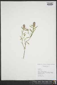 Polygala cruciata image