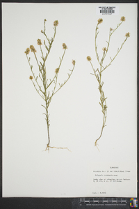 Polygala curtissii image