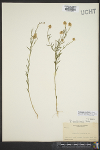 Polygala curtissii image