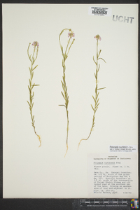 Polygala curtissii image